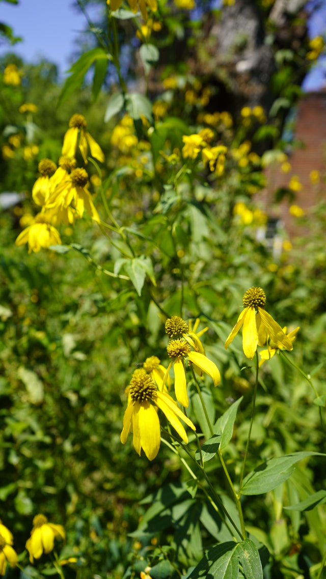 Rudbeckia laciniata sochan flower plant for sale