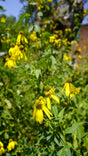 Rudbeckia laciniata sochan flower plant for sale