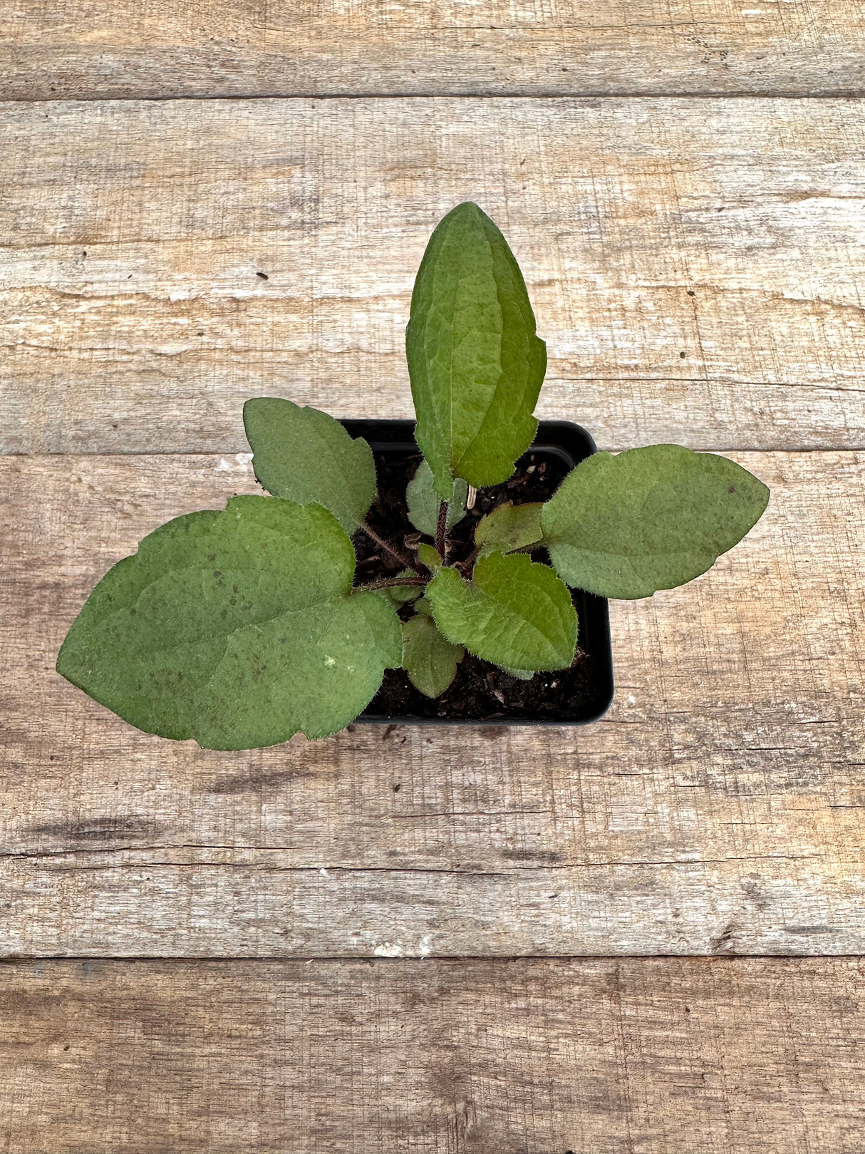 Rudbeckia triloba brown eyed Susan potted plant for sale