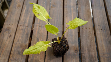 Rumex scutatus garden sorrel potted plant for sale