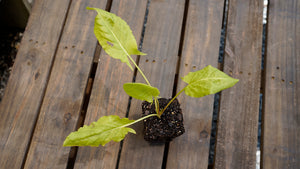 Rumex scutatus garden sorrel potted plant for sale