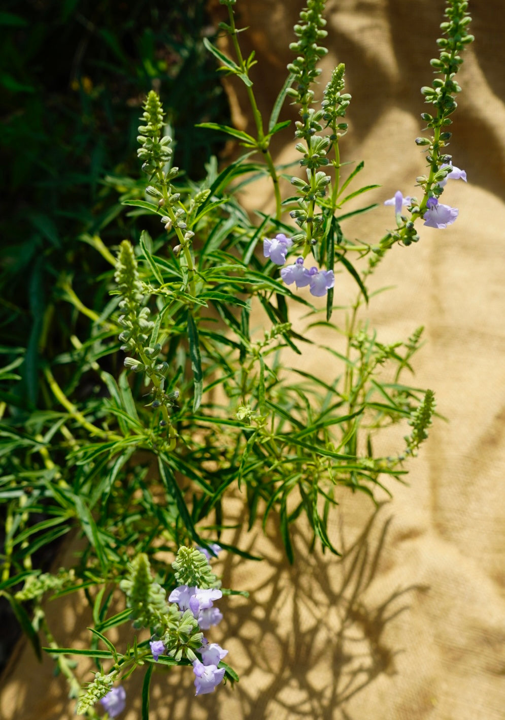 Salvia azurea blue sage flower for sale