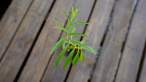 Salvia azurea blue sage potted plant for sale