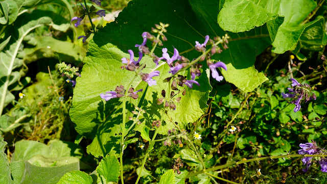 Salvia miltiorrhiza red sage flower plant for sale