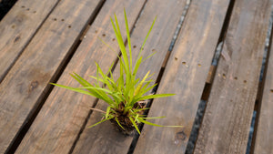 Schizachyrium scoparium little bluestem potted plant for sale