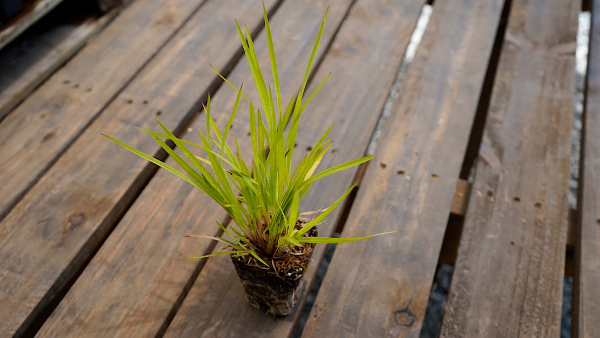 Schizachyrium scoparium little bluestem potted plant for sale