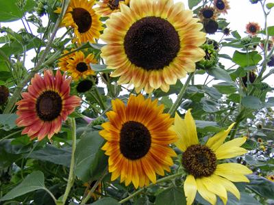 Seeds Sunflower, Evening Sun