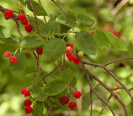 Alleghany Serviceberry Native Fruit Tree For Sale