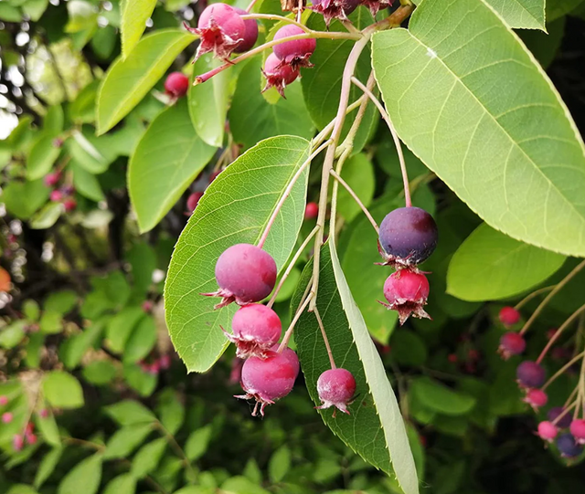 Juneberry Native Fruit Tree For Sale