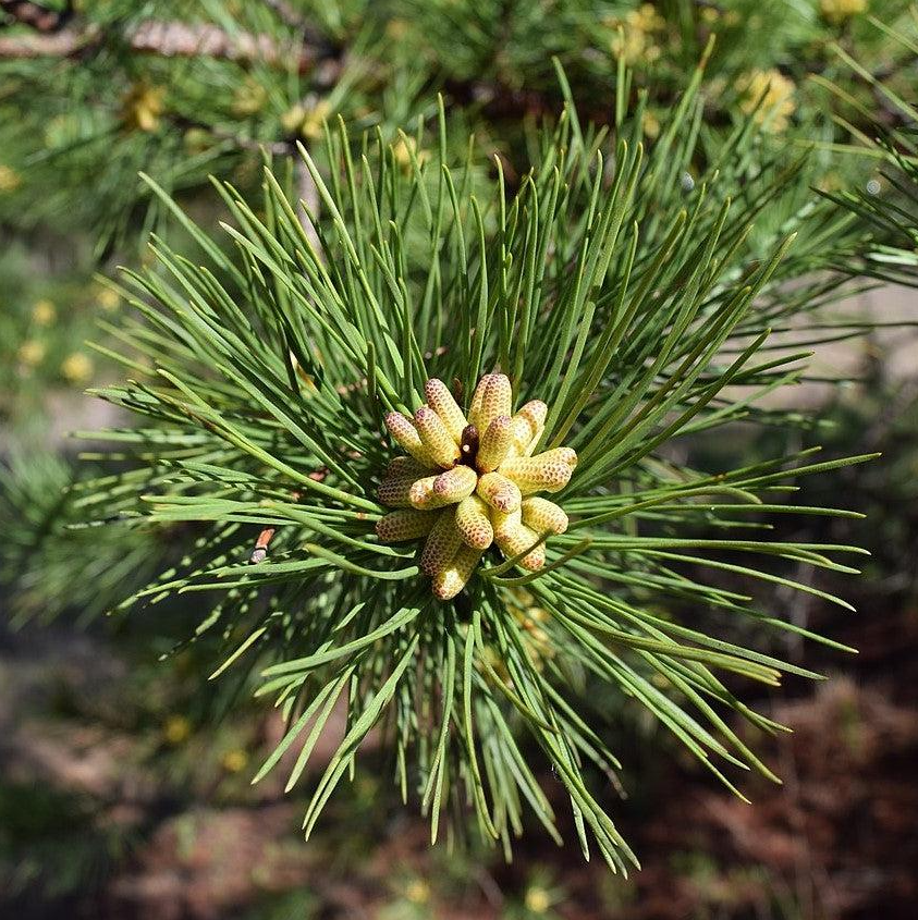 Shortleaf Pine Bare Root Native Tree For Sale