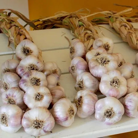 two large garlic briads with white cloves and purple hues