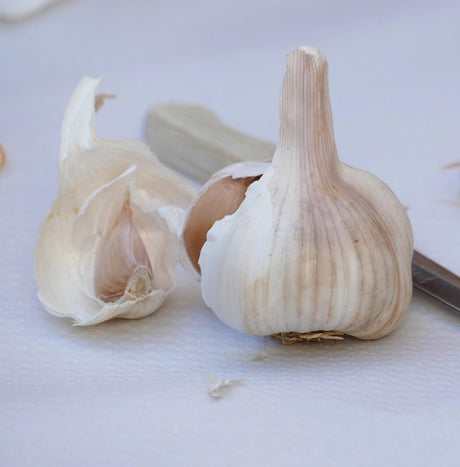 one bulb of white, beige garlic with a clove broken out and laying beside it