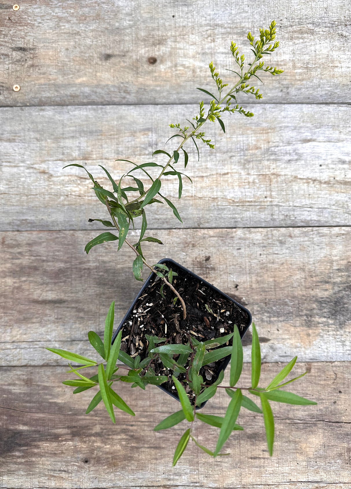 Solidago odora sweet goldenrod potted plant for sale
