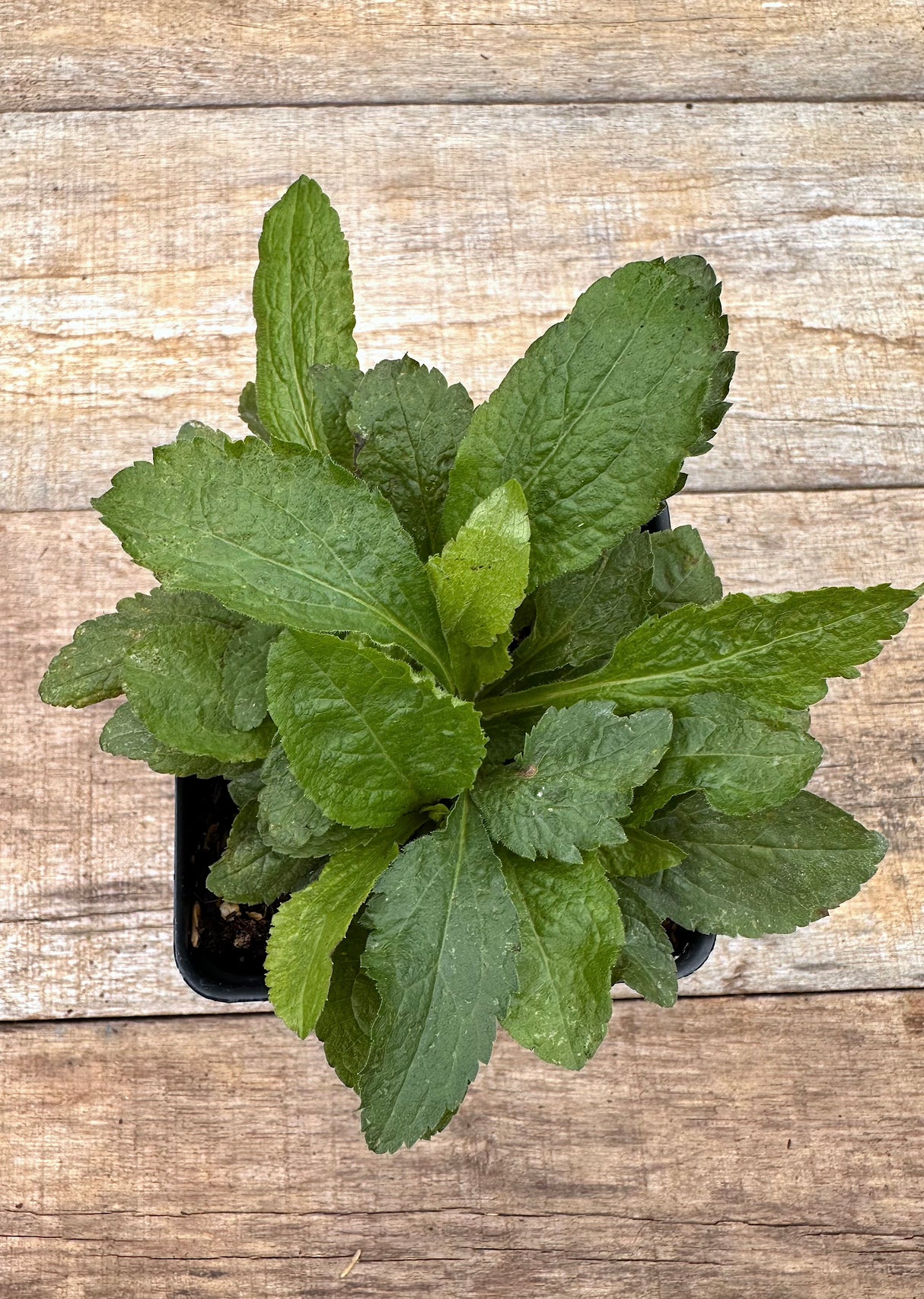 Solidago rugosa wrinkle leaf goldenrod potted plant for sale