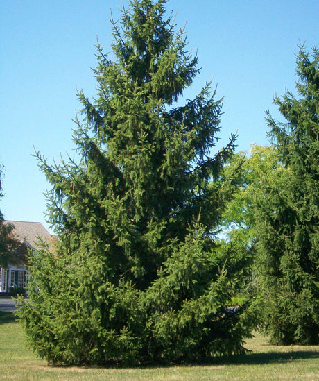 Norway Bare Root Spruce Trees Tree For Sale