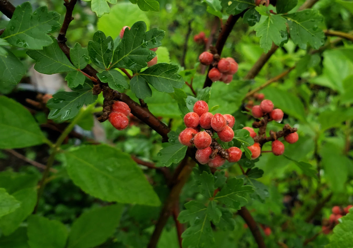 Aromatic Bare Root Sumac Native Shrub Tree For Sale