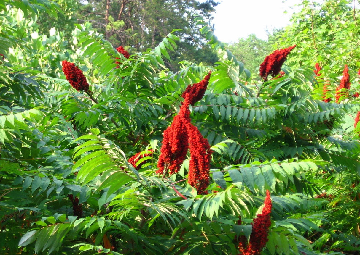 Smooth Bare Root Sumac Native Shrub Tree For Sale