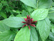 Sweetshrub Bare Root Native Shrub Tree For Sale