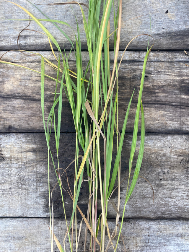 Switchgrass Plant For Sale