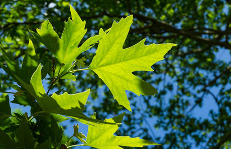 Sycamore Bare Root Shrub Native Tree For Sale