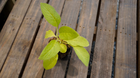 Symphytum uplandicum Bocking 4 comfrey potted plant for sale