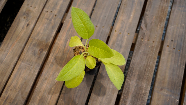 Symphytum uplandicum Bocking 4 comfrey potted plant for sale