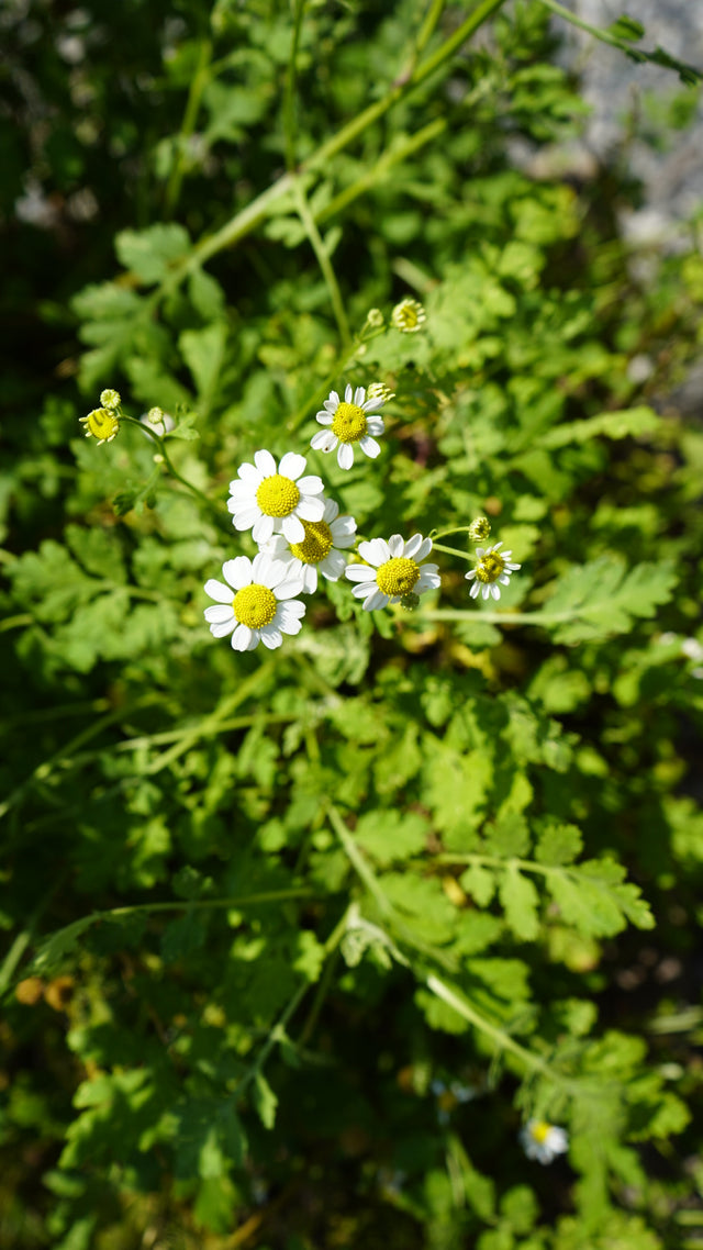 Tanacetum parthenium feverfew flower plant for sale