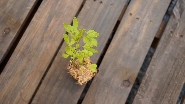 Thermopsis caroliniana carolina lupine potted plant for sale