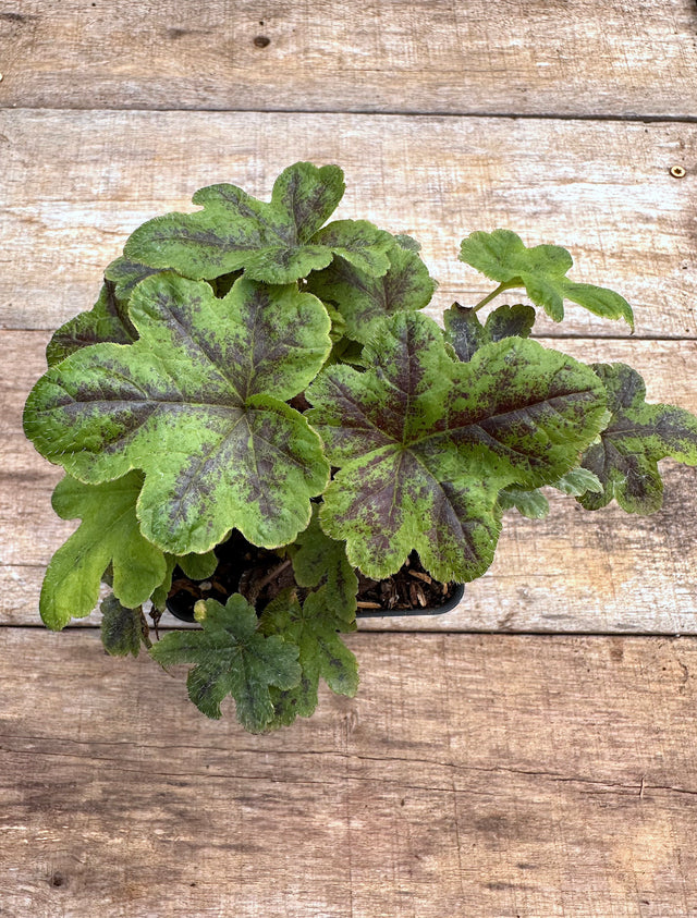 Tiarella new moon motley potted plant for sale