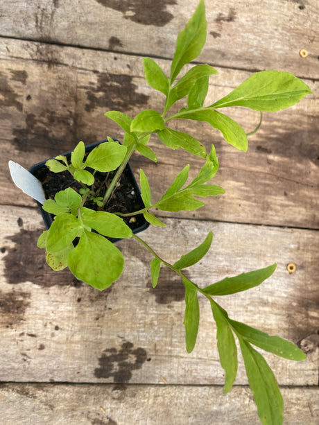 Valerian (Valeriana officinalis) Potted Plant For Sale