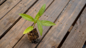 Verbena hastata blue vervain potted plant for sale