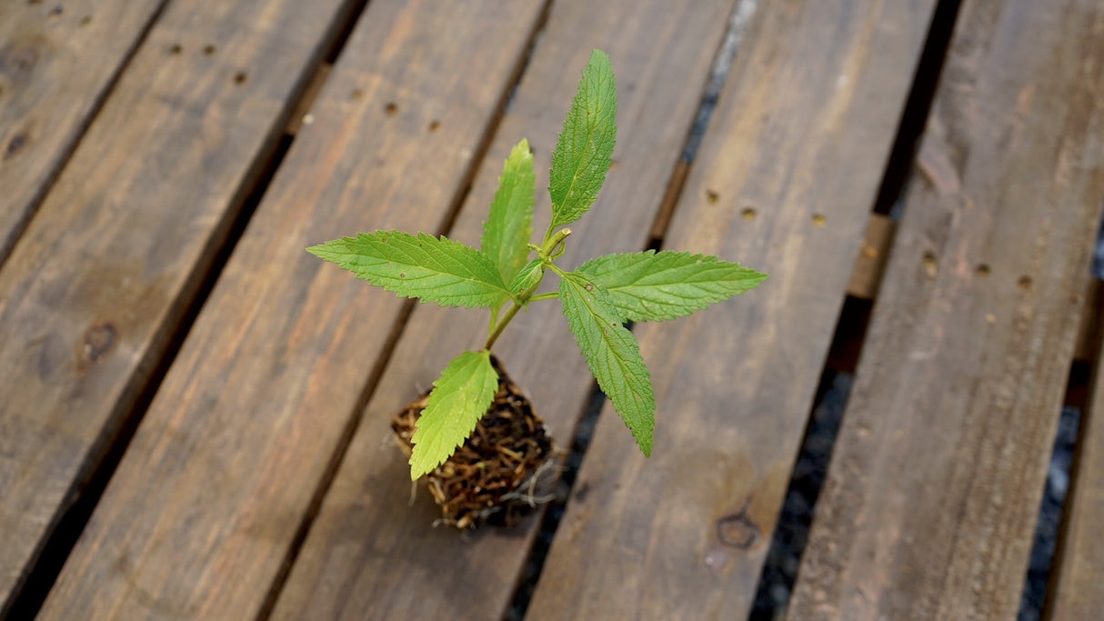 Verbena hastata blue vervain potted plant for sale