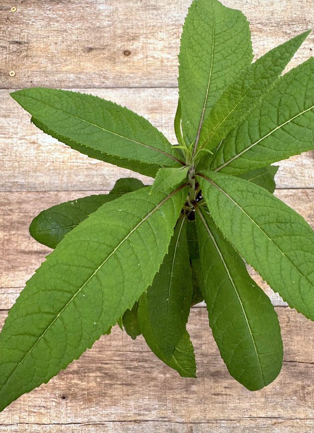 Vernonia novaboracensis New York ironweed potted plant for sale