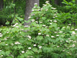 Mapleleaf, Bare Root Viburnum Native Shrub For Sale