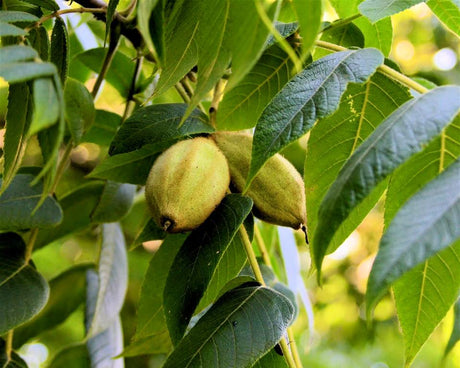 White (Butternut) Bare Root Walnut For Sale