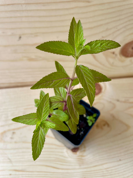 Wild Mint Organically Grown Native Plants for Sale