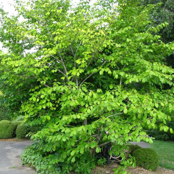 Common Bare Root Witchhazel Native Shrub Tree For Sale