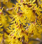 Vernal Bare Root Witchhazel Native Shrub Tree For Sale