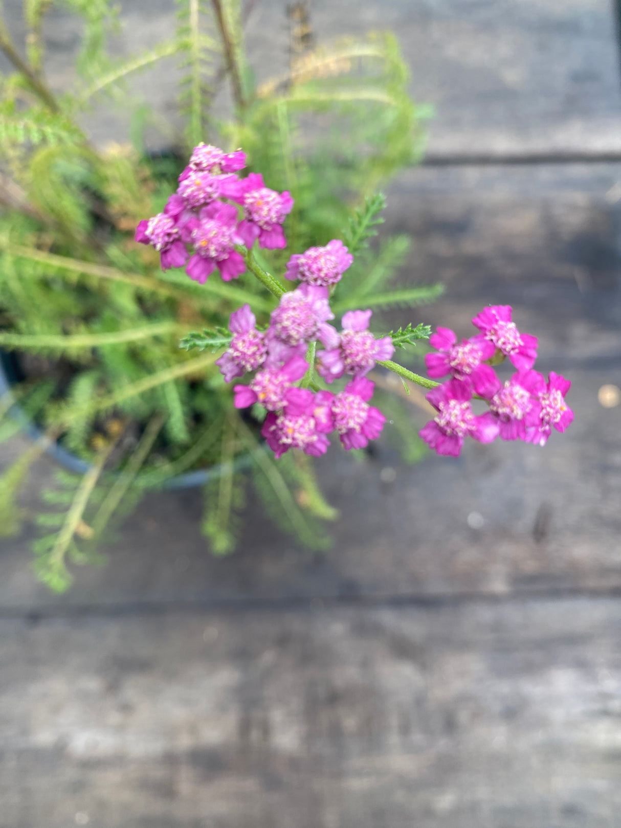 Yarrow, Flowerburst Potted Plant For Sale