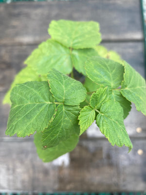 Yellow Fall Gold Raspberry Plant For Sale