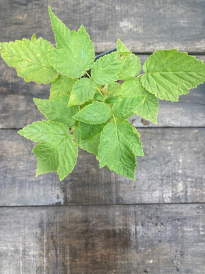 Yellow Fall Gold Raspberry Plant For Sale