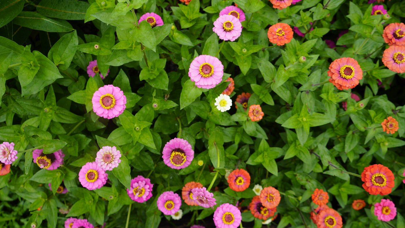 Zinnias garden plant for sale