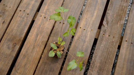 Zizia aurea golden alexanders potted plant for sale