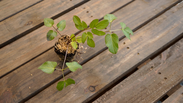 Zizia aurea golden alexanders potted plant for sale