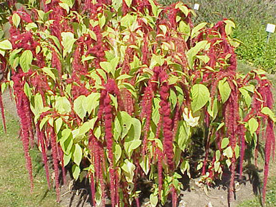 Seeds Amaranth, Love-Lies-Bleeding