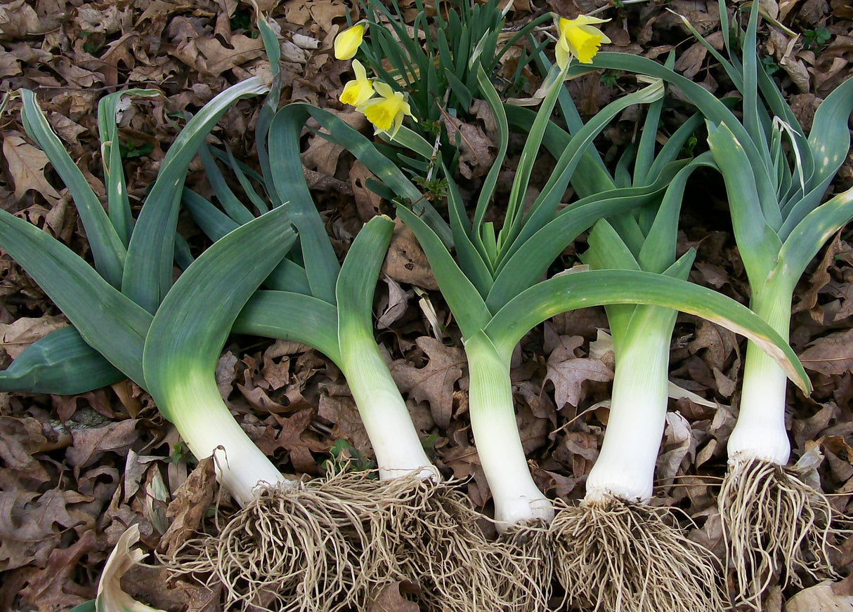 Seeds Leeks, American Flag