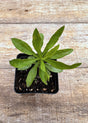 Amsonia tabernaemontana eastern blue star potted plant for sale