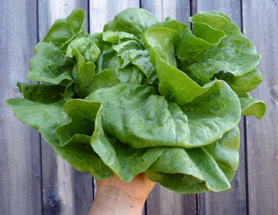 Seeds Lettuce, Anuenue