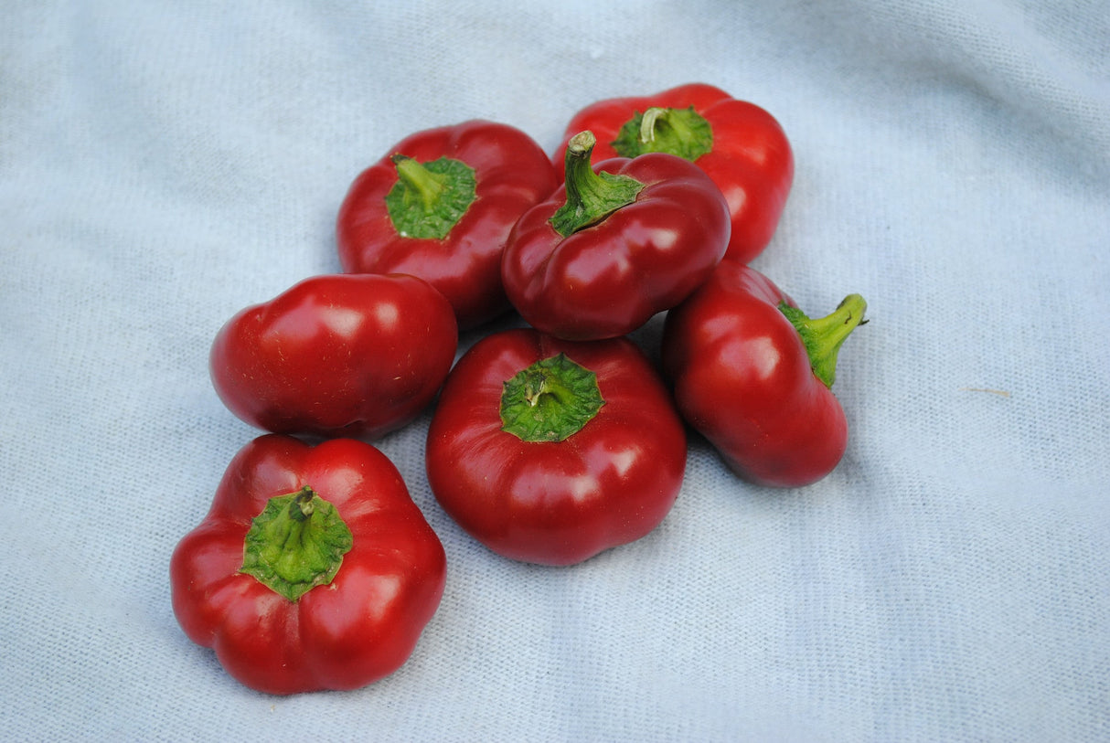 Seeds Pepper, Ashe County Pimento