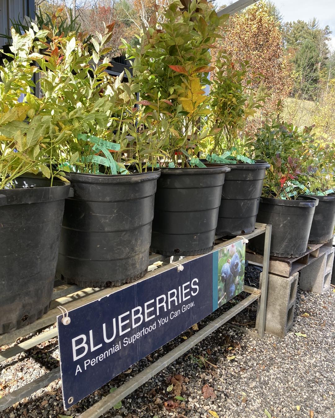 Blueberry, Burlington Potted Plant For Sale